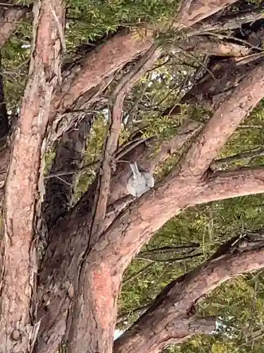 留辺蘂神社の自然
