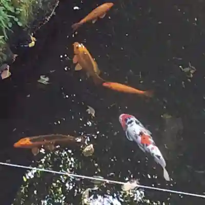 諏訪神社の動物
