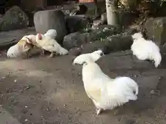 松森天満宮の動物