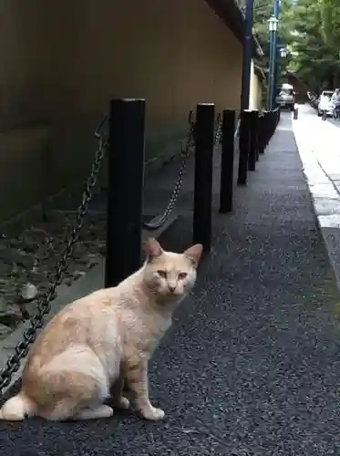 大徳寺の動物