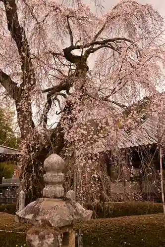法蓮寺(愛媛県)