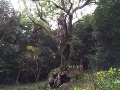 武雄神社(佐賀県)