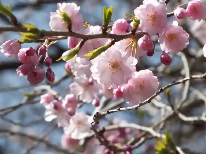 園城寺(三井寺)の自然
