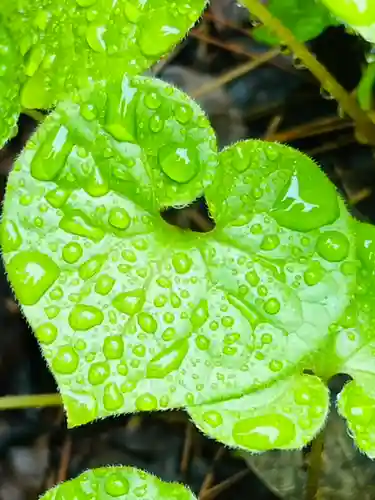 土津神社｜こどもと出世の神さまの自然