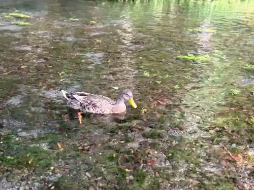富士山本宮浅間大社(静岡県)