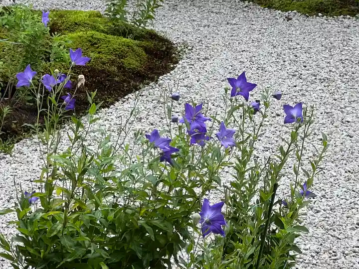 廬山寺(廬山天台講寺)(京都府)