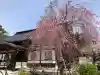 妙成寺の{uncategorized: "未分類", other: "その他", undefined: "問題あり", building: "その他建物", grave: "お墓", sacred_gate: "鳥居", guardian: "狛犬", statue: "像", buddha: "仏像", history: "歴史", nature: "自然", garden: "庭園", animal: "動物", pagoda: "塔", temizu: "手水舎", mountain_gate: "山門・神門", sanctuary: "本殿・本堂", subordinate: "末社・摂社", art: "芸術", scenery: "景色", jizo: "地蔵", ema: "絵馬", goshuin: "御朱印", omikuji: "おみくじ", items: "授与品その他", amulet: "お守り", goshuincho: "御朱印帳", eats: "食事", festival: "お祭り", votive_dance: "神楽", shichigosan: "七五三参", wedding: "結婚式", experience: "体験その他", initially: "初詣", around: "周辺", anti_infection: "感染症対策"}