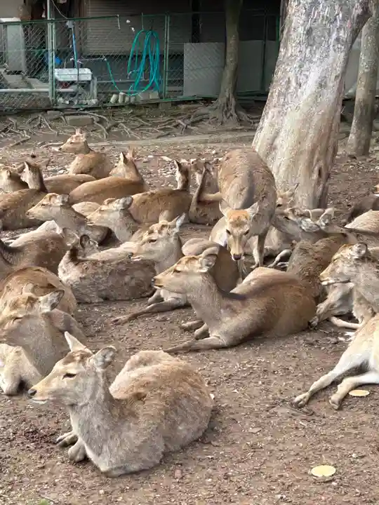 春日大社(奈良県)