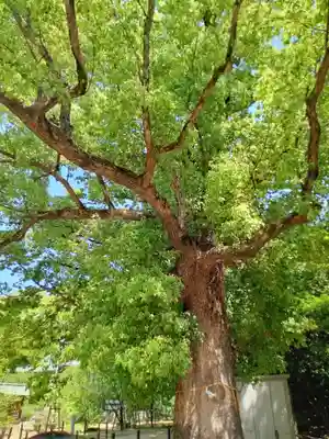 屯倉神社(大阪府)