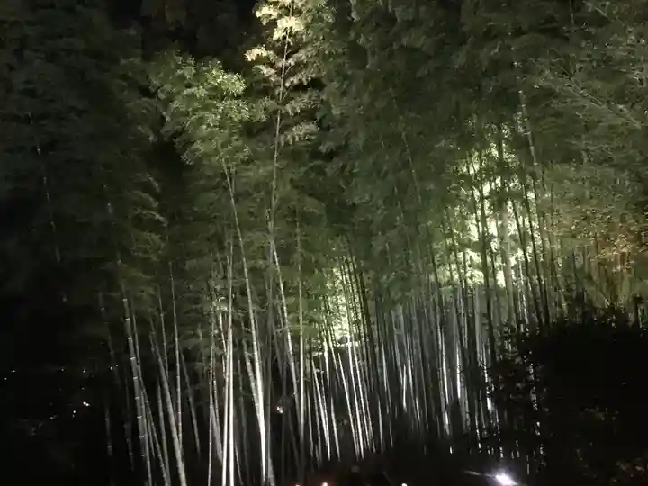 高台寺(高台寿聖禅寺・高臺寺)の自然