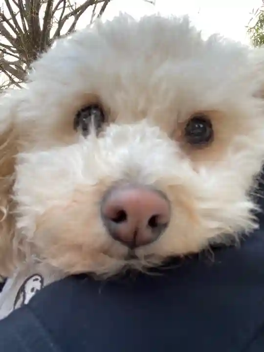 戸越八幡神社の動物
