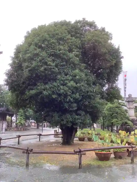 豊川閣 妙厳寺の自然