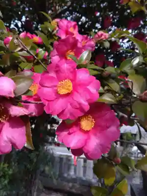 杉杜白髭神社(福井県)