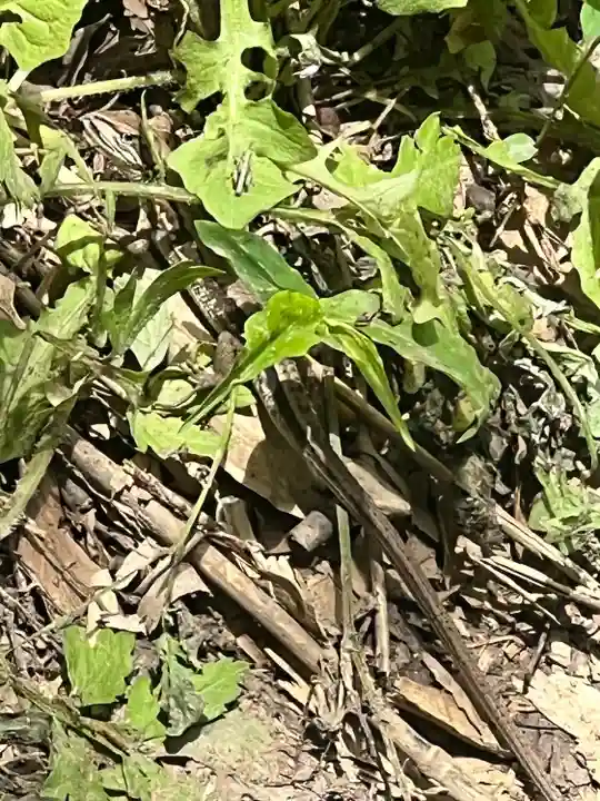 宝登山神社奥宮(埼玉県)