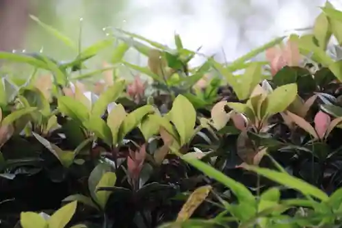 阿久津「田村神社」（郡山市阿久津町）旧社名：伊豆箱根三嶋三社の自然