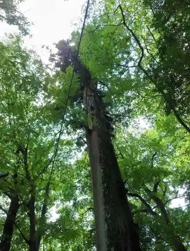高瀧神社(千葉県)