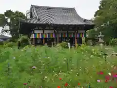 般若寺 ❁﻿コスモス寺❁の庭園