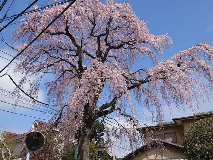 天沼熊野神社の自然