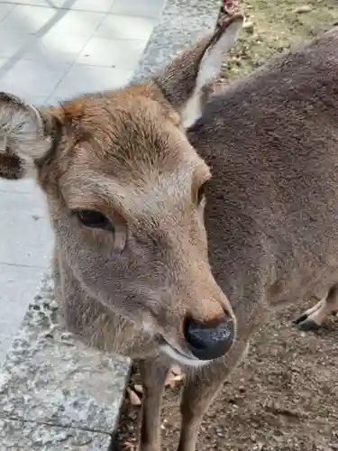 春日大社(奈良県)