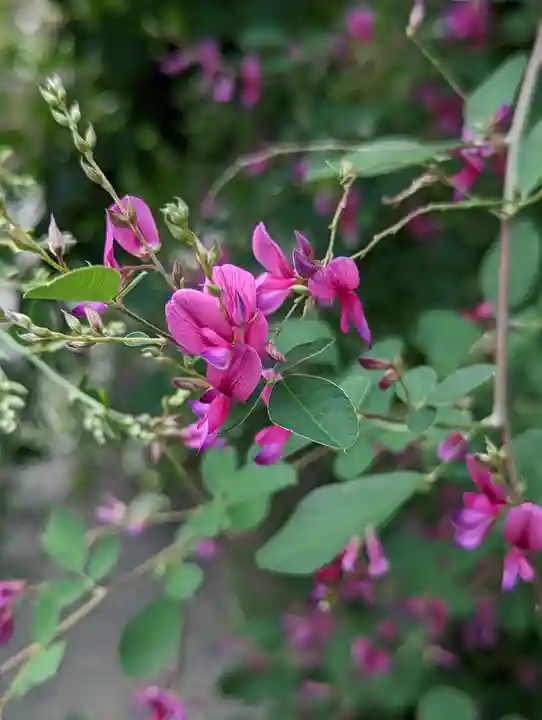 勝念寺(かましきさん)の自然