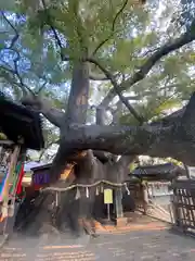 三島神社の自然