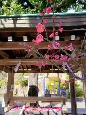 鳩森八幡神社(東京都)