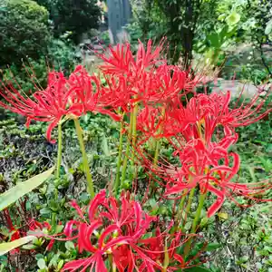 豊景神社の自然(2020年09月23日(水) 05時24分57秒投稿)