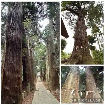 日吉神社の{uncategorized: "未分類", other: "その他", undefined: "問題あり", building: "その他建物", grave: "お墓", sacred_gate: "鳥居", guardian: "狛犬", statue: "像", buddha: "仏像", history: "歴史", nature: "自然", garden: "庭園", animal: "動物", pagoda: "塔", temizu: "手水舎", mountain_gate: "山門・神門", sanctuary: "本殿・本堂", subordinate: "末社・摂社", art: "芸術", scenery: "景色", jizo: "地蔵", ema: "絵馬", goshuin: "御朱印", omikuji: "おみくじ", items: "授与品その他", amulet: "お守り", goshuincho: "御朱印帳", eats: "食事", festival: "お祭り", votive_dance: "神楽", shichigosan: "七五三参", wedding: "結婚式", experience: "体験その他", initially: "初詣", around: "周辺", anti_infection: "感染症対策"}