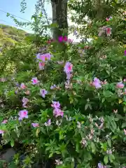 大山祇神社の自然