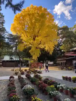 平塚八幡宮(神奈川県)