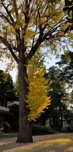 葛西神社の自然
