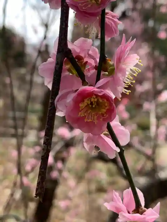 白岡八幡神社(埼玉県)