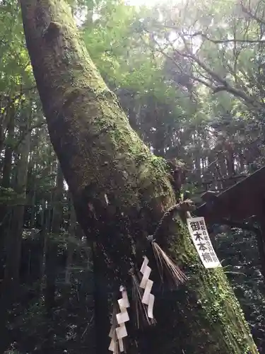 天の岩戸神社の自然