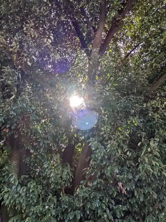 白山神社(二子町)の自然