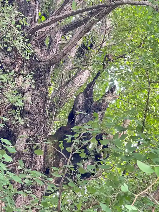 飛木稲荷神社の自然