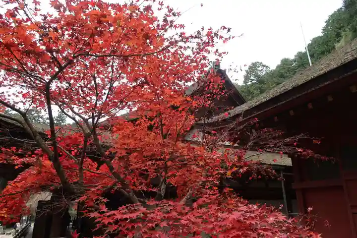 長命寺の自然