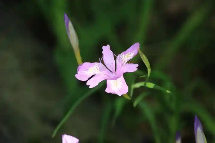 采女神社の庭園