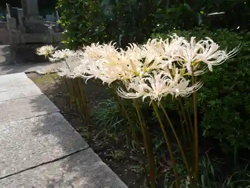 来迎寺（西御門）の自然