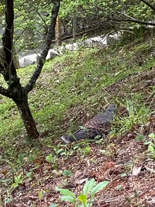 吉備津彦神社の動物