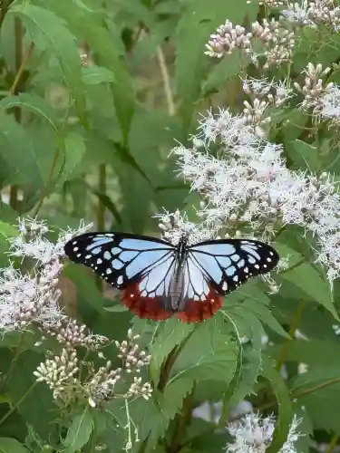 大原野神社(京都府)