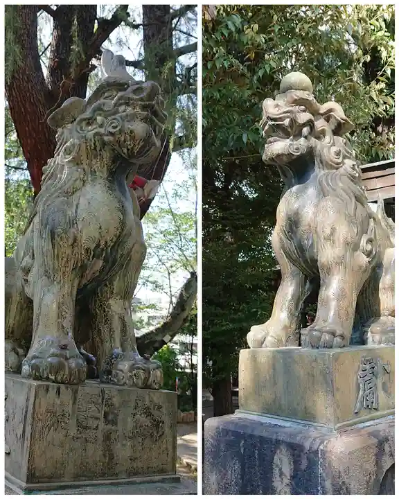 青山熊野神社の狛犬
