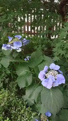 阿佐ヶ谷神明宮の自然