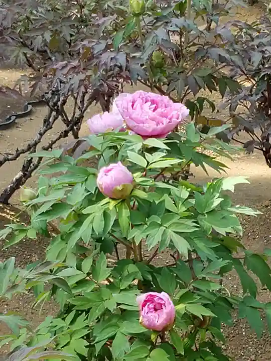 愛染院(東京都)