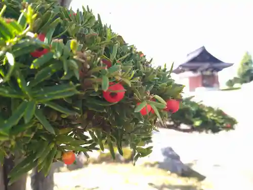 雨竜　専福寺(北海道)