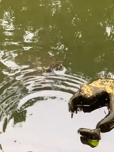師岡熊野神社の動物