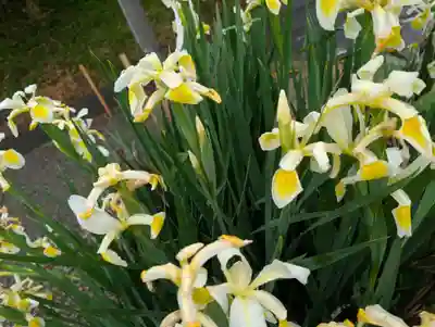 阿久津「田村神社」（郡山市阿久津町）旧社名：伊豆箱根三嶋三社(福島県)