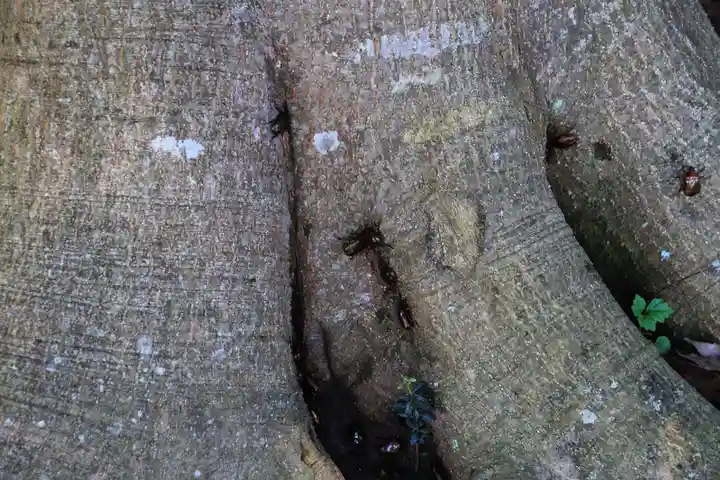 隠津島神社の自然