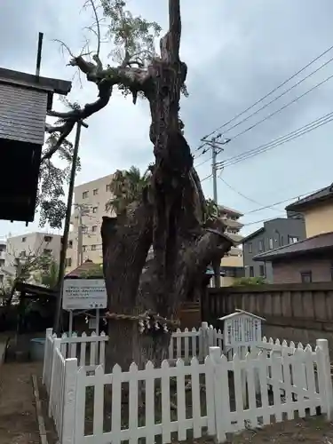 結城神明神社(千葉県)