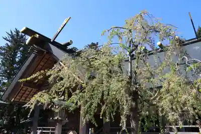 開成山大神宮の本殿・本堂