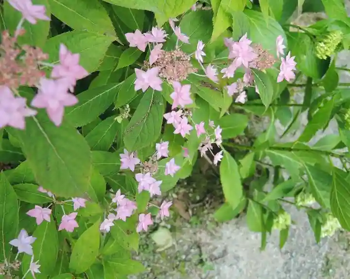 観音正寺の自然